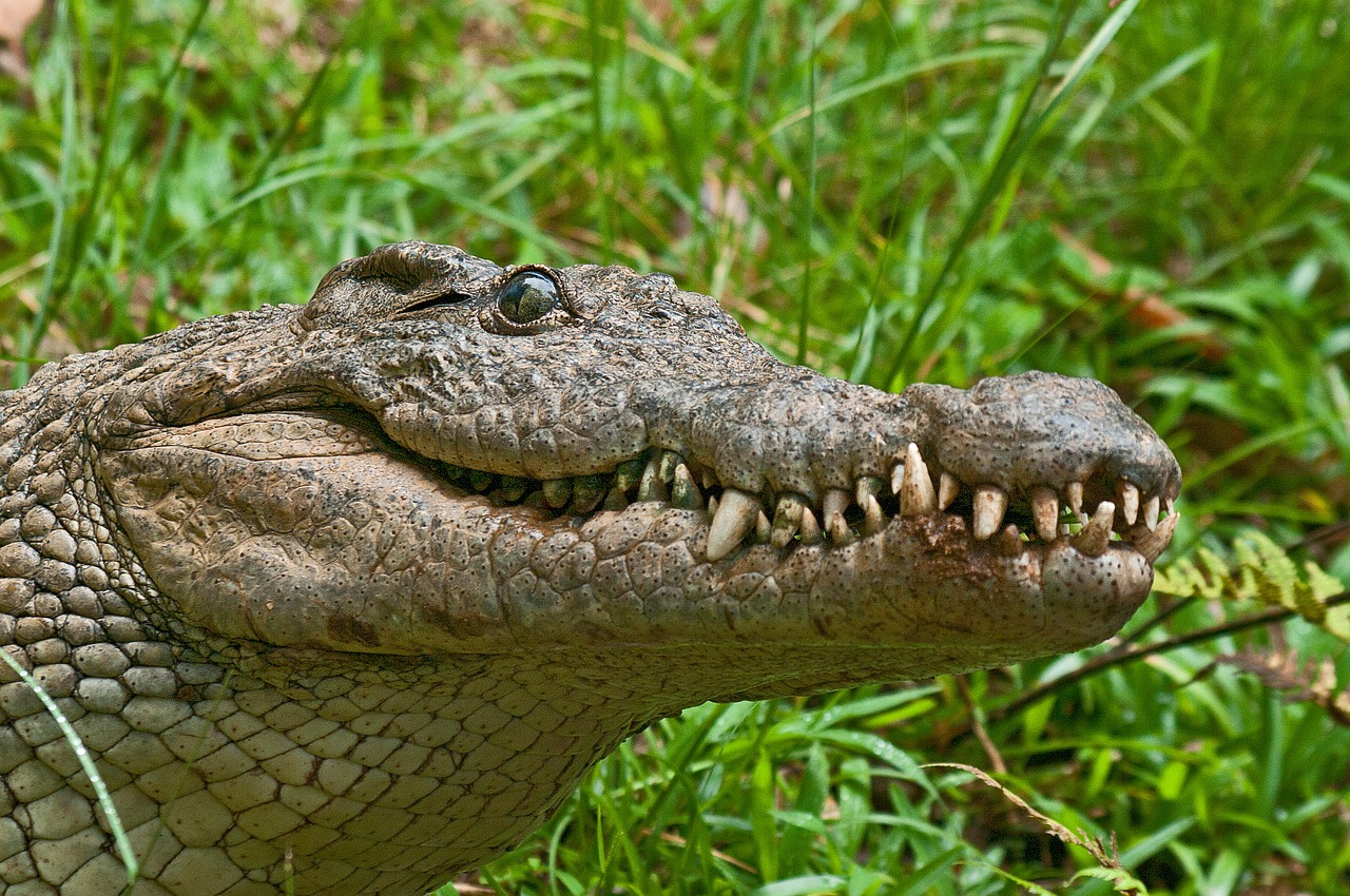 Krokodilas, Aligatorius, Plėšrūnas, Madagaskaras, Dantys, Nacionalinis Parkas, Žandikauliai, Laukinė Gamta, Nacionalinis, Parkas