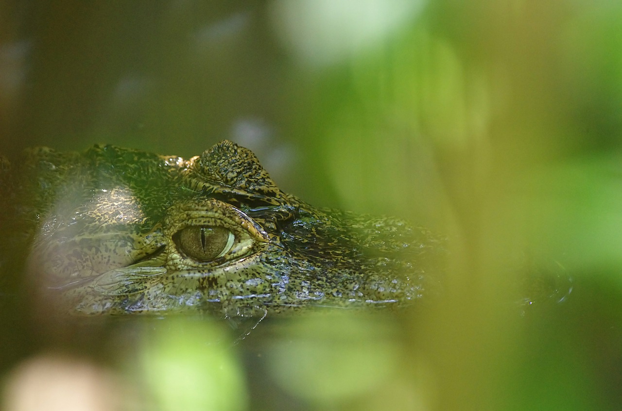 Krokodilas, Žalias, Guyana, Nemokamos Nuotraukos,  Nemokama Licenzija