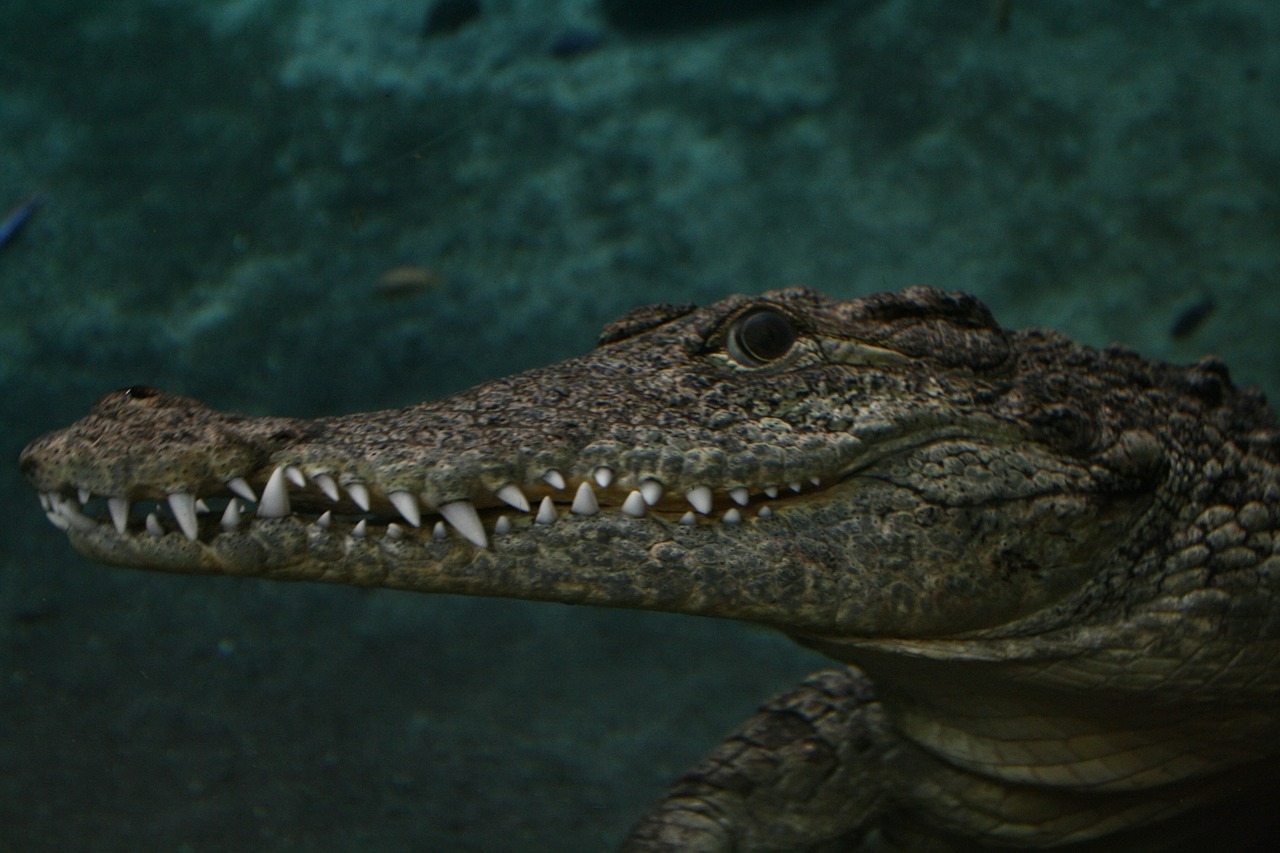 Krokodilas, Aligatorius, Jūra, Miami, Driežas, Ropliai, Nemokamos Nuotraukos,  Nemokama Licenzija