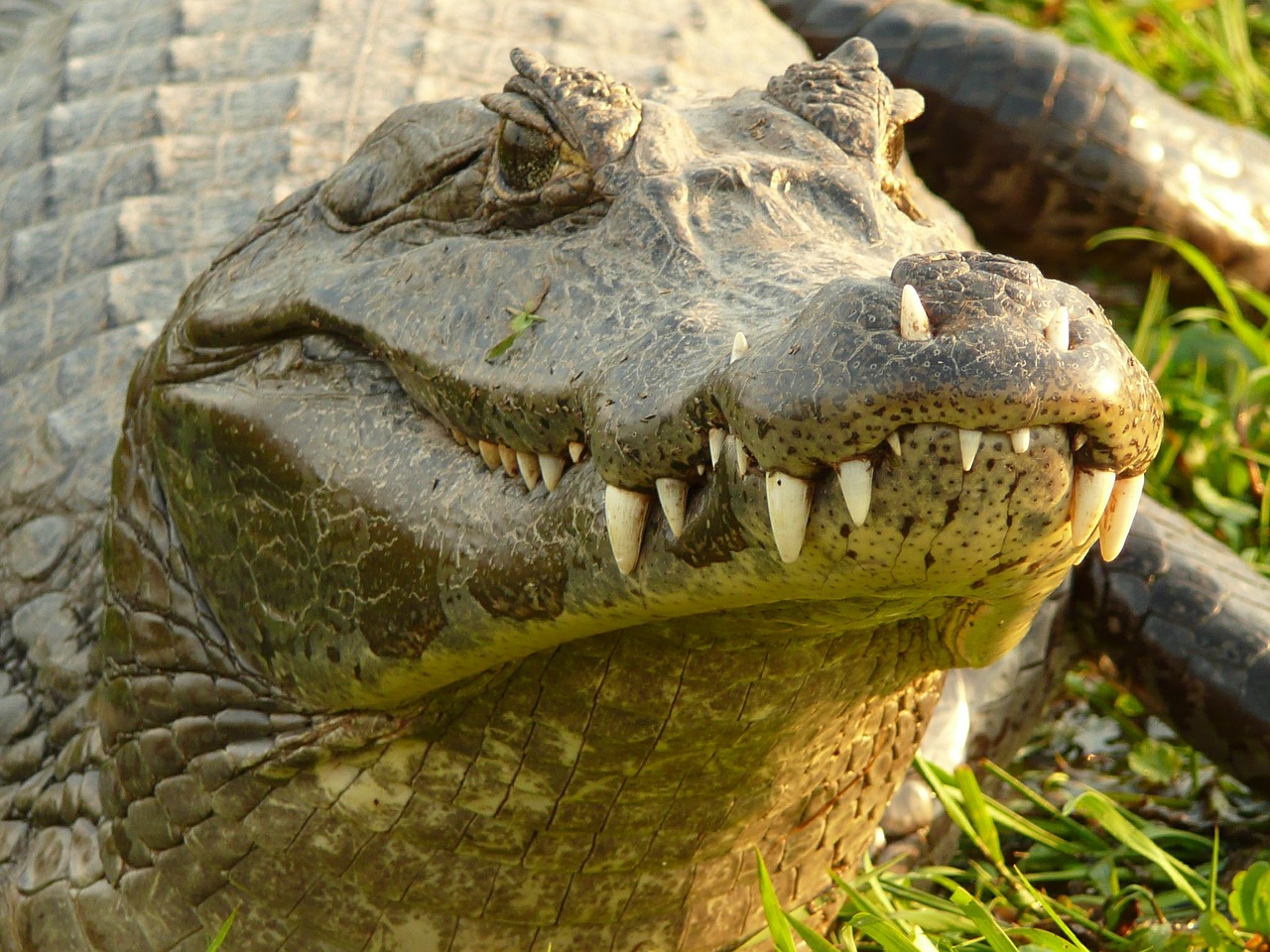 Krokodilas, Aligatorius, Ropliai, Argentina, Dantis, Gyvūnai, Nemokamos Nuotraukos,  Nemokama Licenzija