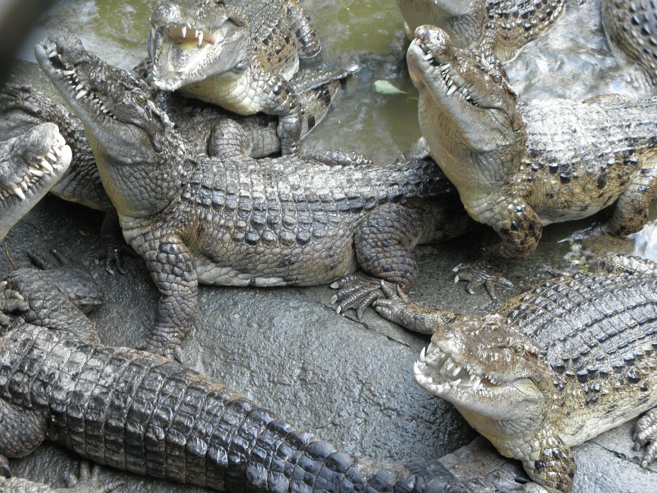 Krokodilas, Ropliai, Filipinų Krokodilas, Crocodylus Mindorensis, Panzerio Turtas, Nemokamos Nuotraukos,  Nemokama Licenzija