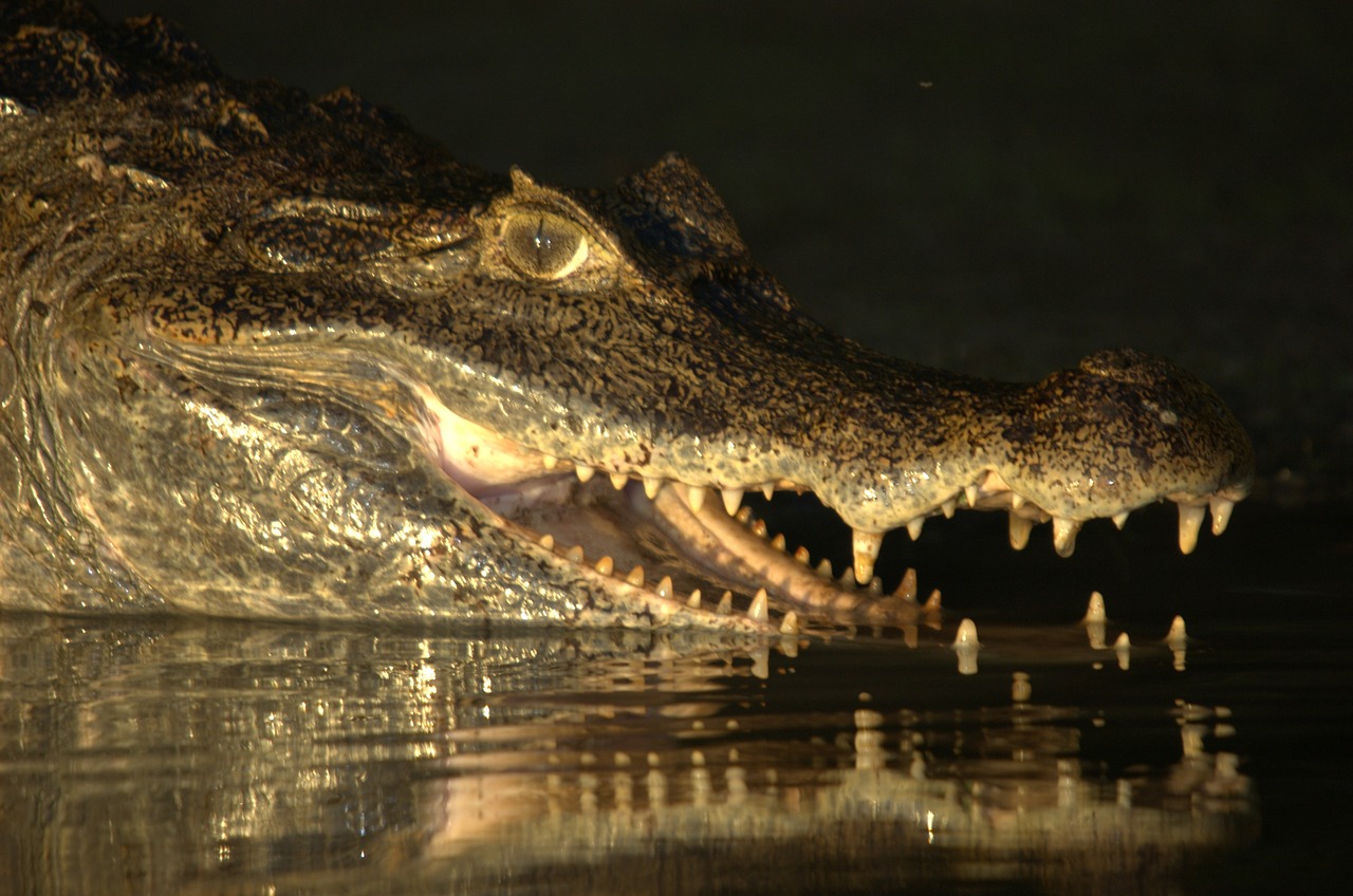 Krokodilas, Venezuela, Llanos, Orinoko Krokodilas, Gyvūnas, Ropliai, Pelkės, Nemokamos Nuotraukos,  Nemokama Licenzija