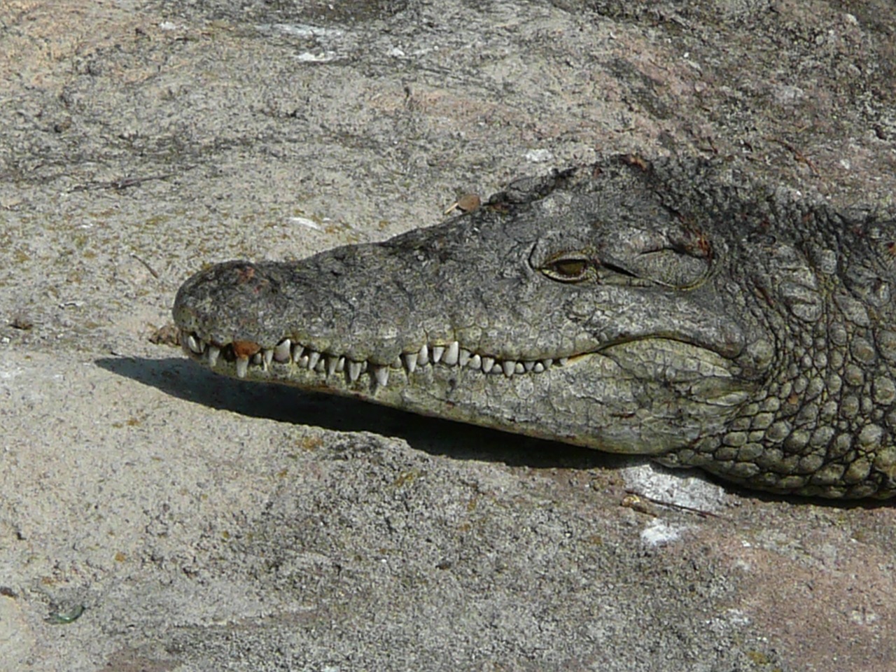 Krokodilas, Galva, Ropliai, Sunning, Gyvūnas, Plėšrūnas, Dantys, Galia, Mėsėdis, Tropinis Galingas