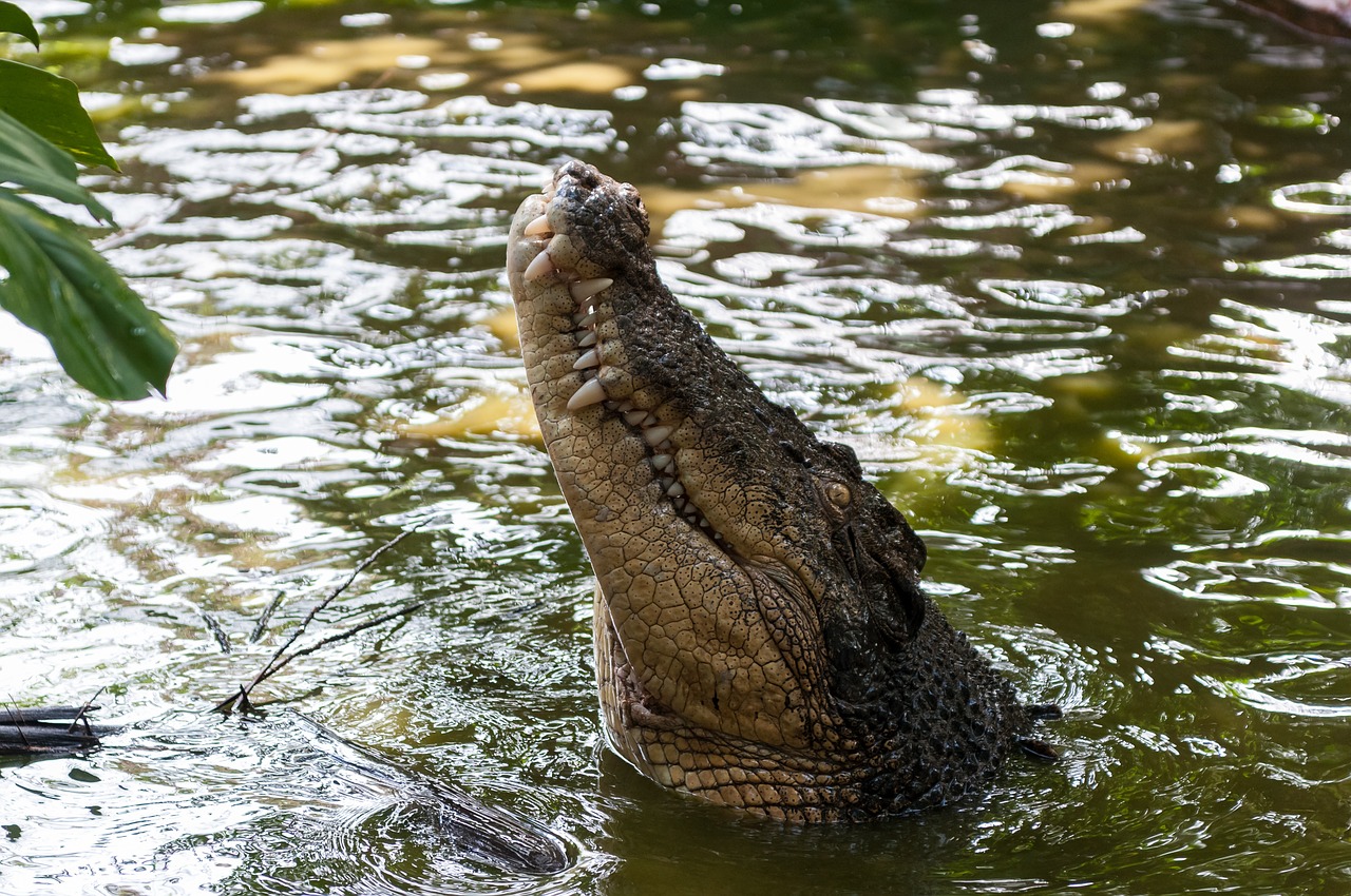 Krokodilas, Gamta, Gyvūnai, Ropliai, Australia, Nemokamos Nuotraukos,  Nemokama Licenzija
