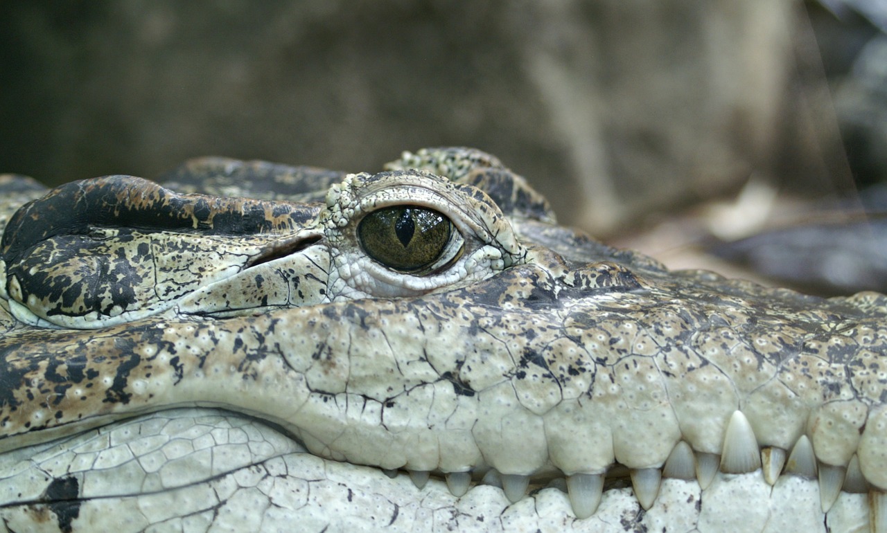 Krokodilas, Gyvūnas, Akis, Aligatorius, Ropliai, Medžiotojas, Uždaryti, Nemokamos Nuotraukos,  Nemokama Licenzija