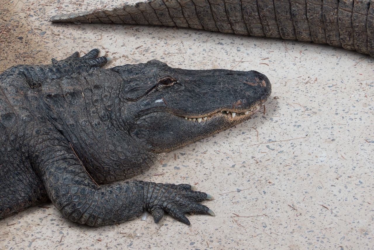 Krokodilas, Zoologijos Sodas, Aligatorius, Nemokamos Nuotraukos,  Nemokama Licenzija