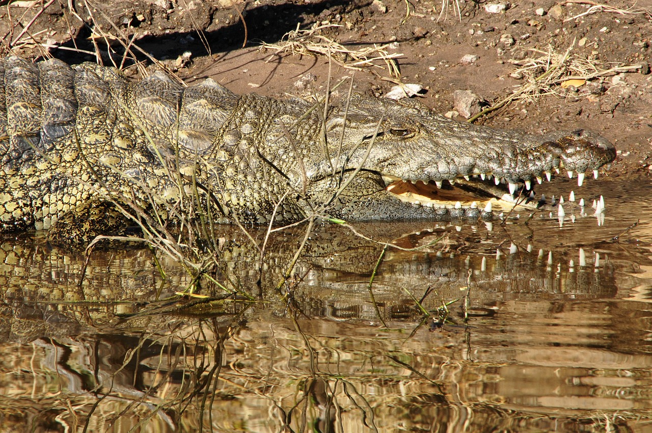 Krokodilas, Driežas, Ropliai, Upė, Dantis, Pavojingas, Rizika, Afrika, Safari, Botsvana