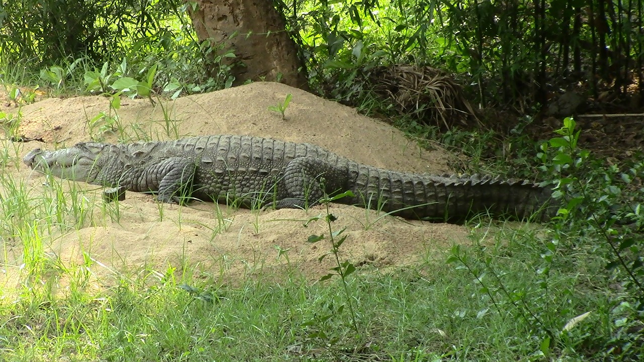 Krokodilas,  Ropliai,  Krocidilas,  Pavojingas,  Zoologijos Sode, Nemokamos Nuotraukos,  Nemokama Licenzija