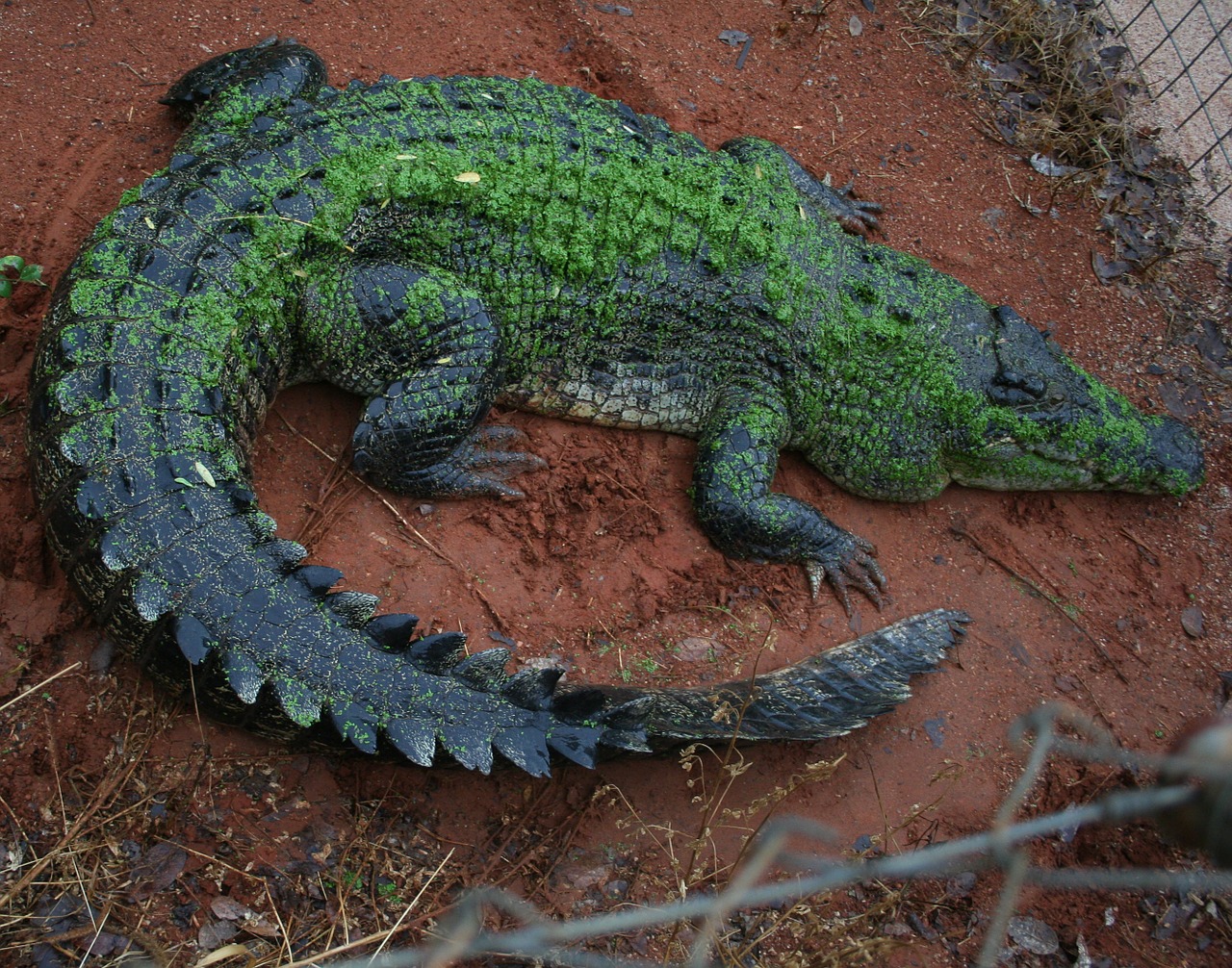 Krokodilas,  Kimberlis,  Vakarų Australija, Nemokamos Nuotraukos,  Nemokama Licenzija