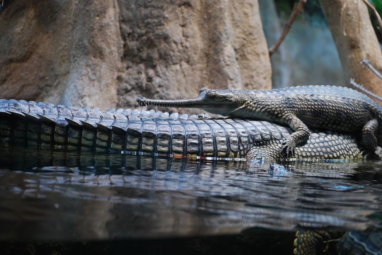 Krokodilas,  Gyvūnas,  Prague Zoologijos Sode, Nemokamos Nuotraukos,  Nemokama Licenzija