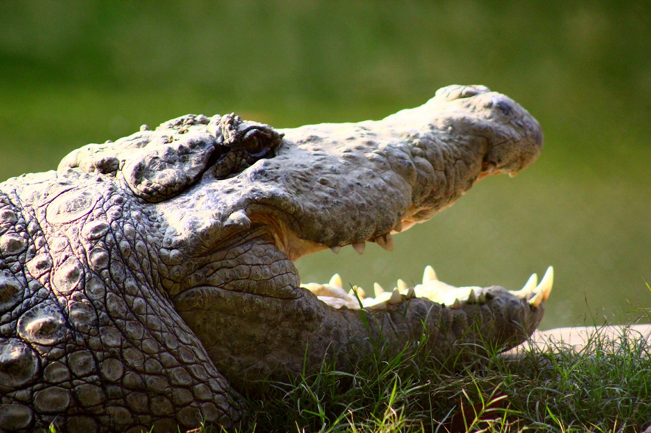 Krokodilas,  Gyvūnas,  Zoologijos Sode, Nemokamos Nuotraukos,  Nemokama Licenzija