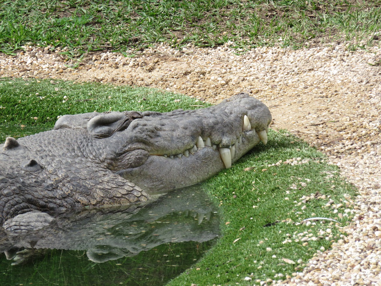 Krokodilas, Šypsena, Gyvūnas, Laukiniai, Laukinė Gamta, Ropliai, Plėšrūnas, Zoologijos Sodas, Žalias, Gamta