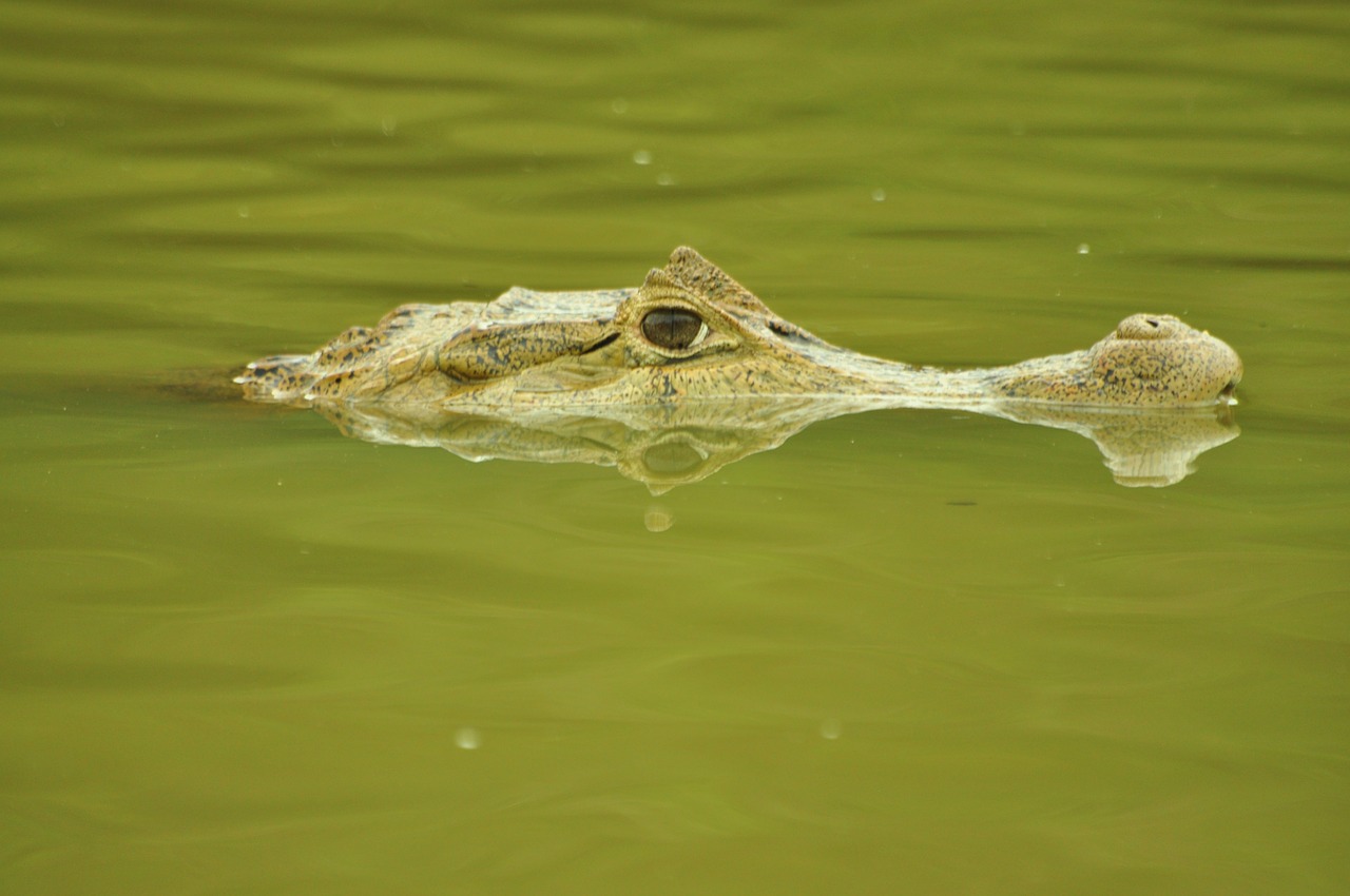 Krokodilas,  Caiman,  Krokodilas, Nemokamos Nuotraukos,  Nemokama Licenzija