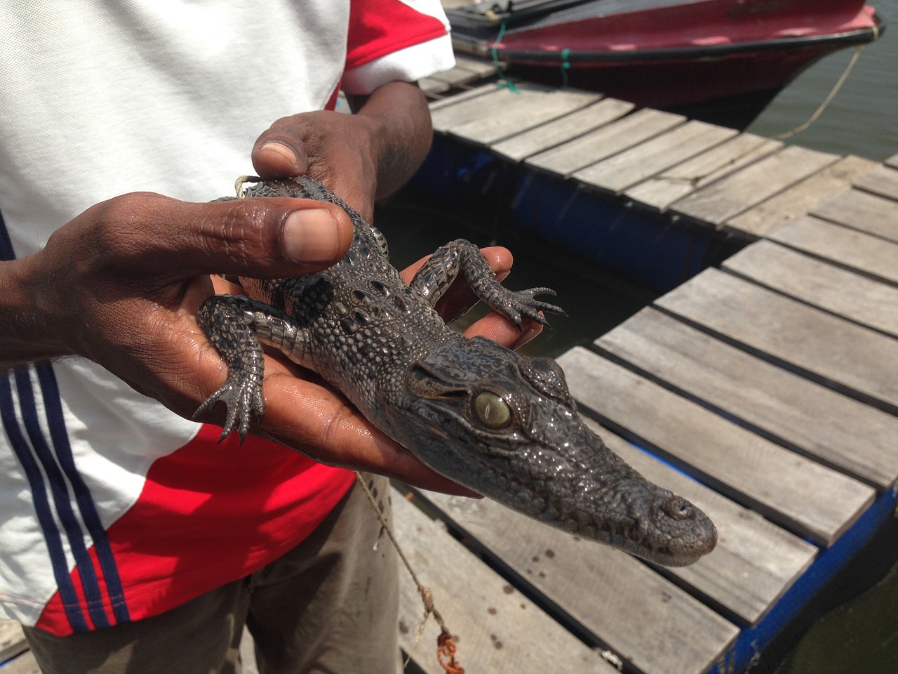 Krokodilo Kūdikis Rankose, Šri Lanka, Kubas, Krokodilas, Nemokamos Nuotraukos,  Nemokama Licenzija