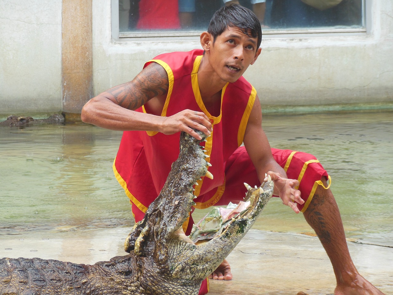 Krokodilų Ūkis, Samut Prakan, Tailandas, Rodyti, Žmonės Su Krokodilais, Atidarytas Praeitą Mėnesį, Dantys, Žandikauliai, Triukas, Pavojus