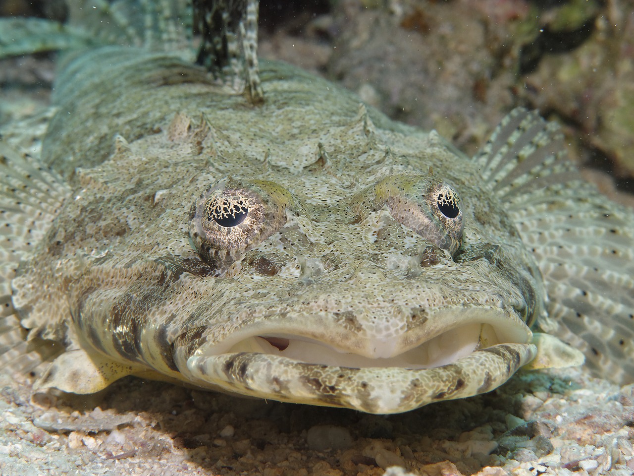 Krokodilinė Žuvis, Cociella Crocodila, Žuvis, Nardymas, Povandeninis Pasaulis, Jūra, Rifas, Koralas, Egiptas, Vandenynas