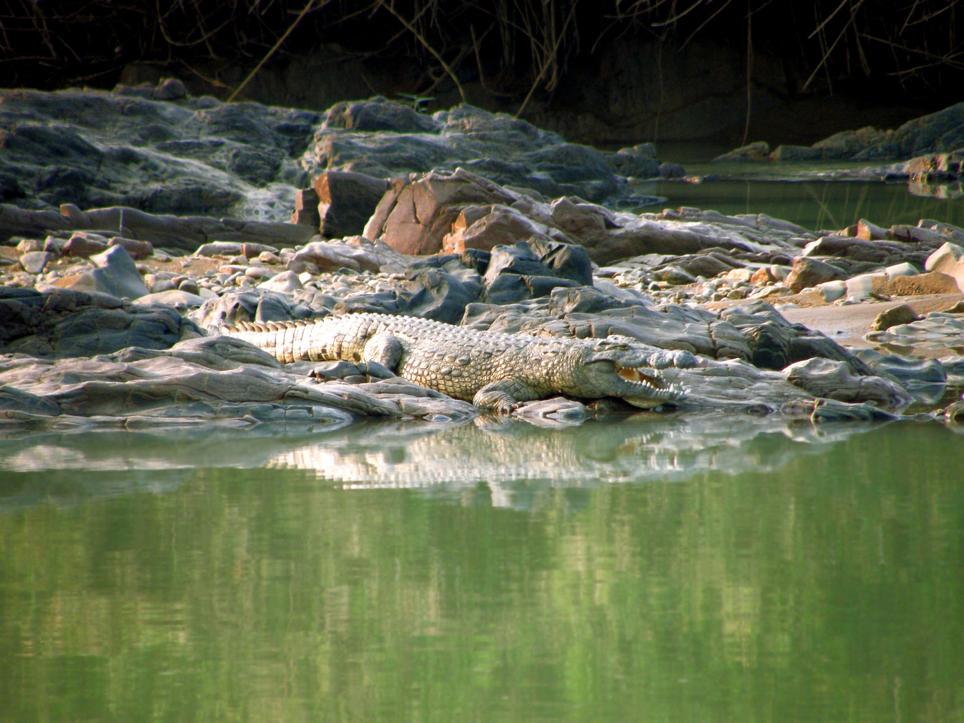 Krokodilas,  Laukiniai,  Gyvūnas,  Upė,  Namibija,  Žalias,  Vanduo,  Pavojingas,  Dantys,  Ropliai
