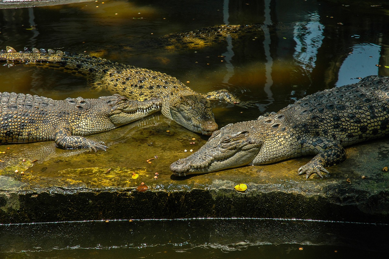 Krokodilai, Ropliai, Zoologijos Sodas, Nemokamos Nuotraukos,  Nemokama Licenzija