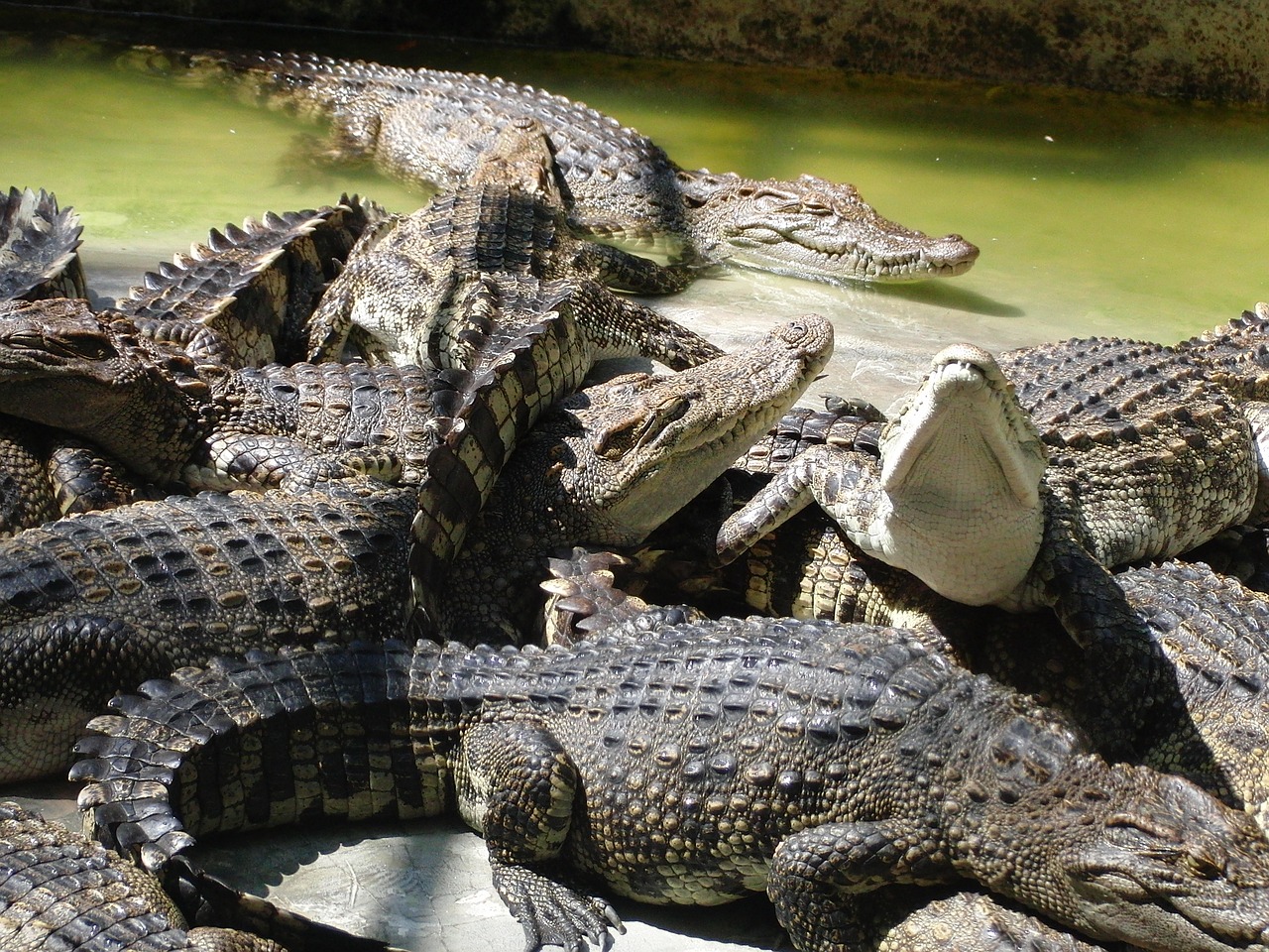 Krokodilai, Krokodilų Ūkis, Vasara, Ropliai, Plėšrūnas, Pavojingas Gyvūnas, Gyvūnai, Pavojus, Pavojinga Ropliai, Melas