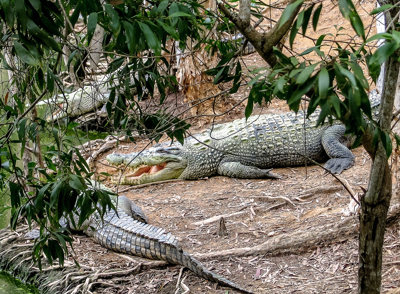 Krokodilai, Queensland, Australia, Gyvūnai, Ropliai, Cairns Crockfarm, Nemokamos Nuotraukos,  Nemokama Licenzija