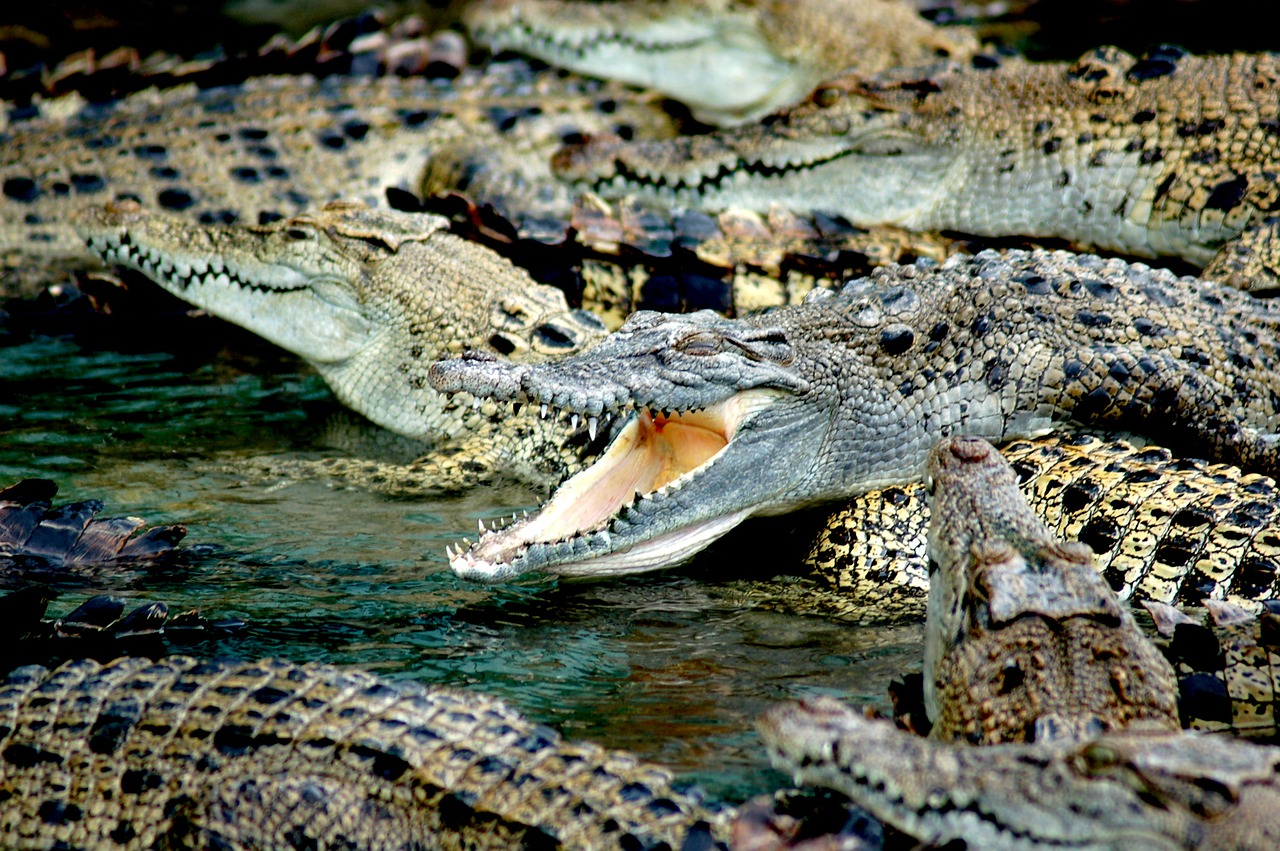 Krokodilai, Krokodilų Ūkis, Australia, Ūkis, Gators, Ropliai, Gurkšnis, Pėdos, Dantis, Plėšrūnai