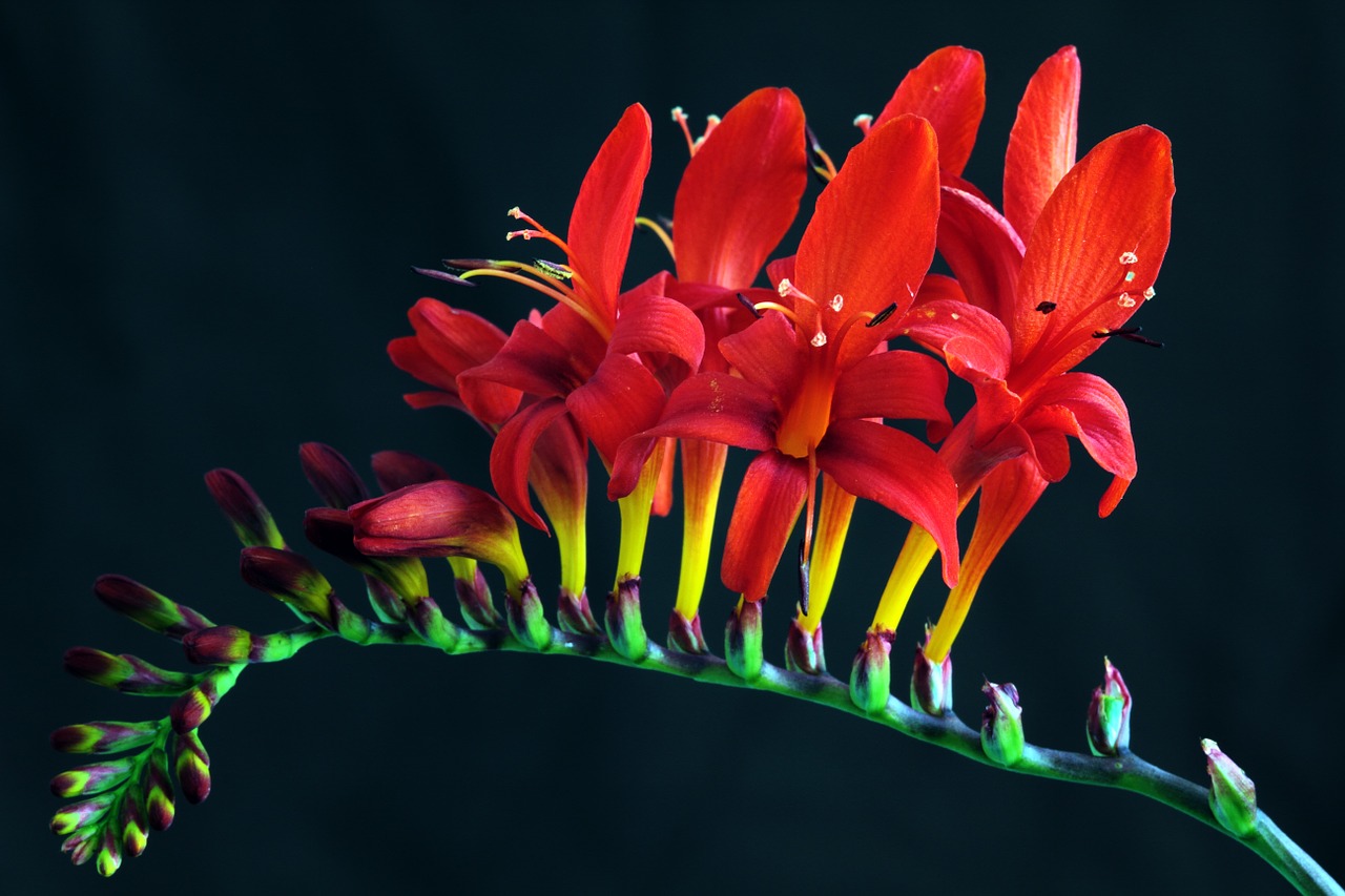 Crocosmia, Lucifer, Crocosmia Masoniorum, Montbretia, Augalas, Raudona, Gamta, Sodas, Gėlių, Gėlė