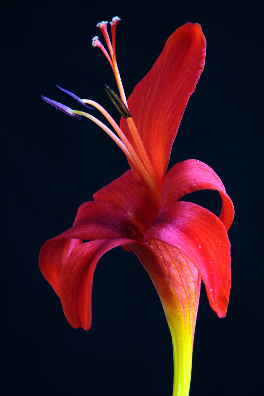 Crocosmia, Lucifer, Crocosmia Masoniorum, Montbretia, Augalas, Raudona, Gamta, Sodas, Gėlių, Gėlė