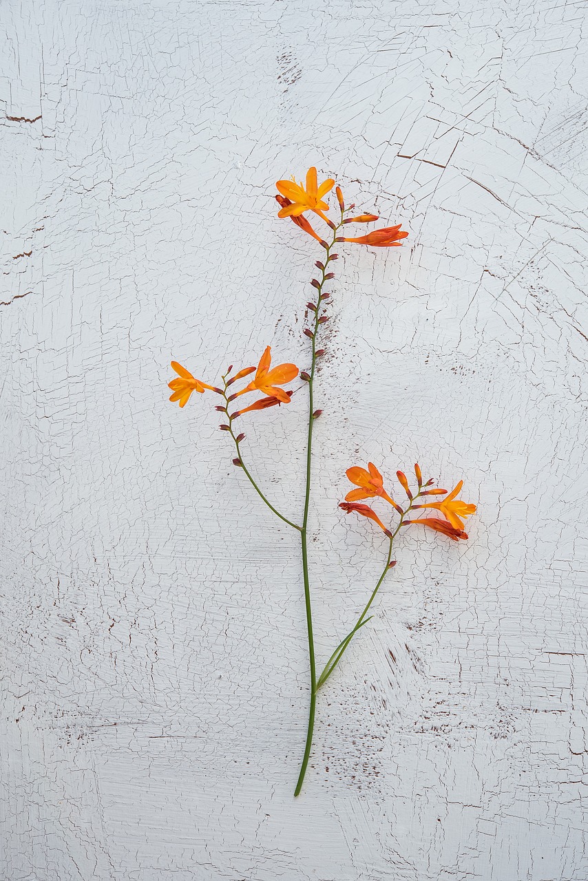 Crocosmia, Schwertliliengewaechs, Dekoratyvinis Augalas, Sodo Montbretia, Ilgi Stiebai, Žiedas, Žydėti, Gėlė, Oranžinė, Vasaros Pabaigoje