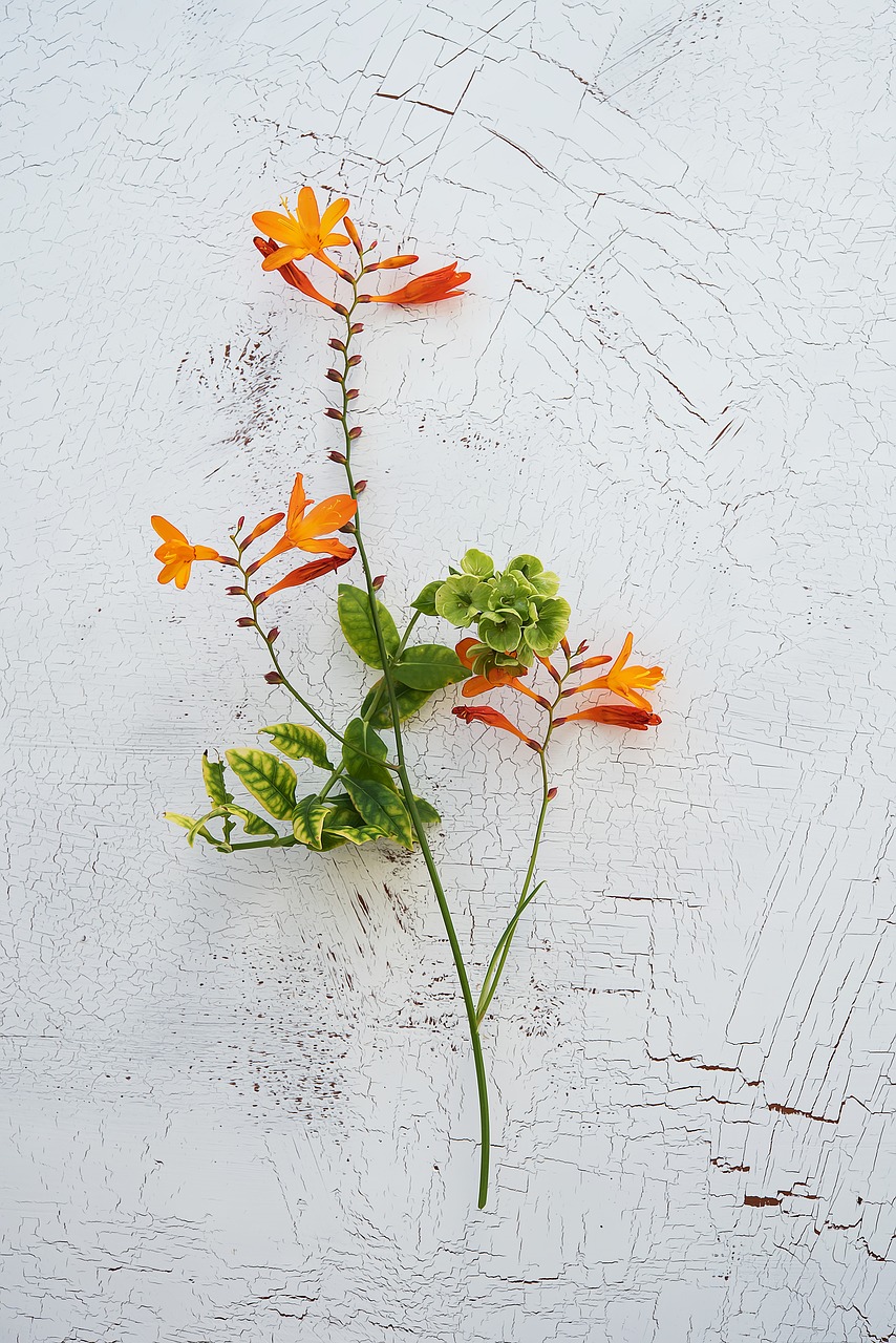 Crocosmia, Schwertliliengewaechs, Dekoratyvinis Augalas, Sodo Montbretia, Ilgi Stiebai, Žiedas, Žydėti, Gėlė, Oranžinė, Vasaros Pabaigoje