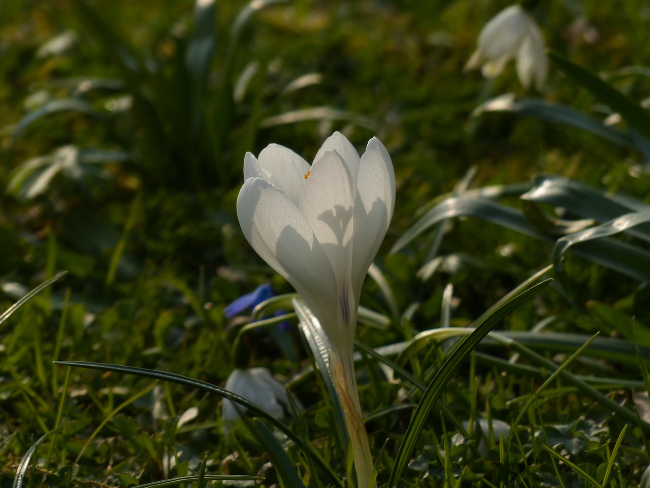 Crocus, Balta, Žydėti, Žiedas, Žydėti, Augalas, Gamta, Pavasaris, Gėlė, Pavasario Pranašys