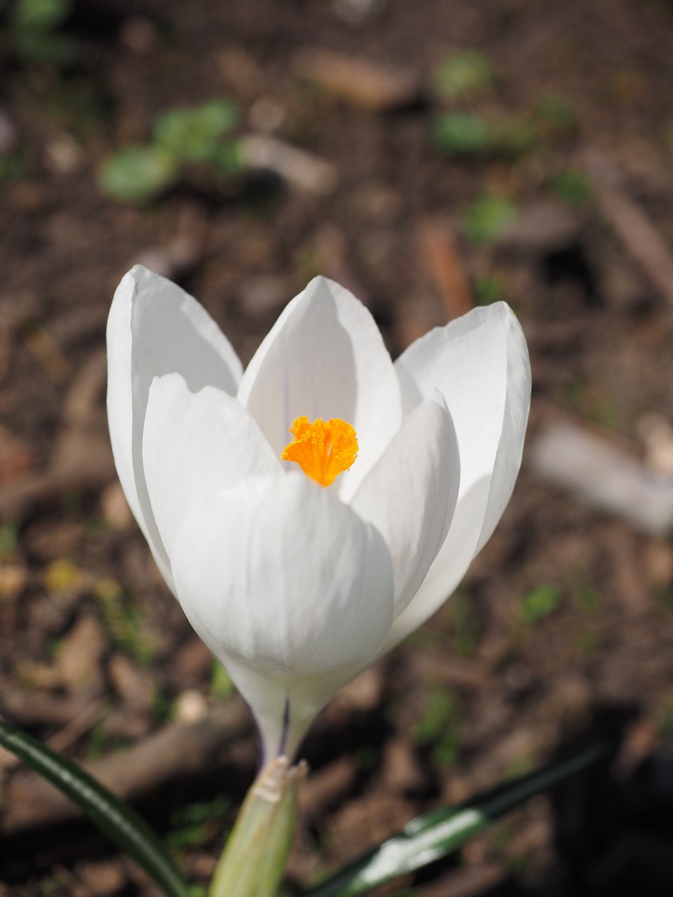 Crocus, Gėlė, Pavasaris, Bühen, Balta, Spalvinga, Žiedas, Žydėti, Pavasario Gėlė, Kuokštelės