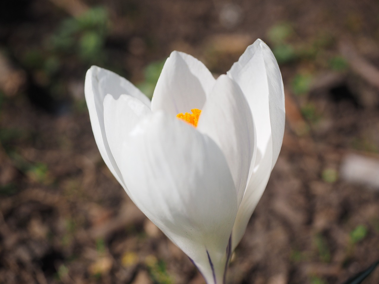 Crocus, Gėlė, Pavasaris, Bühen, Balta, Spalvinga, Žiedas, Žydėti, Pavasario Gėlė, Kuokštelės