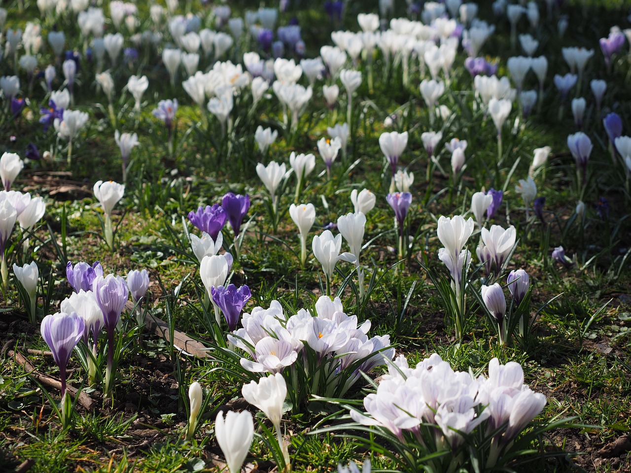 Crocus, Gėlė, Pavasaris, Bühen, Balta, Spalvinga, Žiedas, Žydėti, Pavasario Gėlė, Kuokštelės