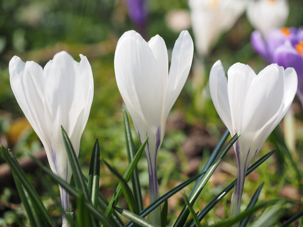 Crocus, Gėlė, Pavasaris, Bühen, Balta, Spalvinga, Žiedas, Žydėti, Pavasario Gėlė, Kuokštelės