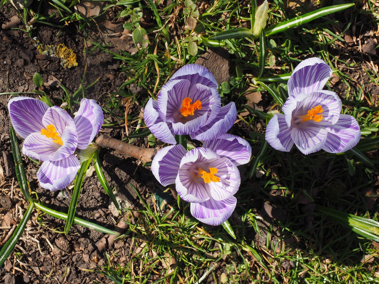 Crocus, Gėlė, Pavasaris, Bühen, Violetinė, Violetinė, Dryžuotas, Spalvinga, Žiedas, Žydėti