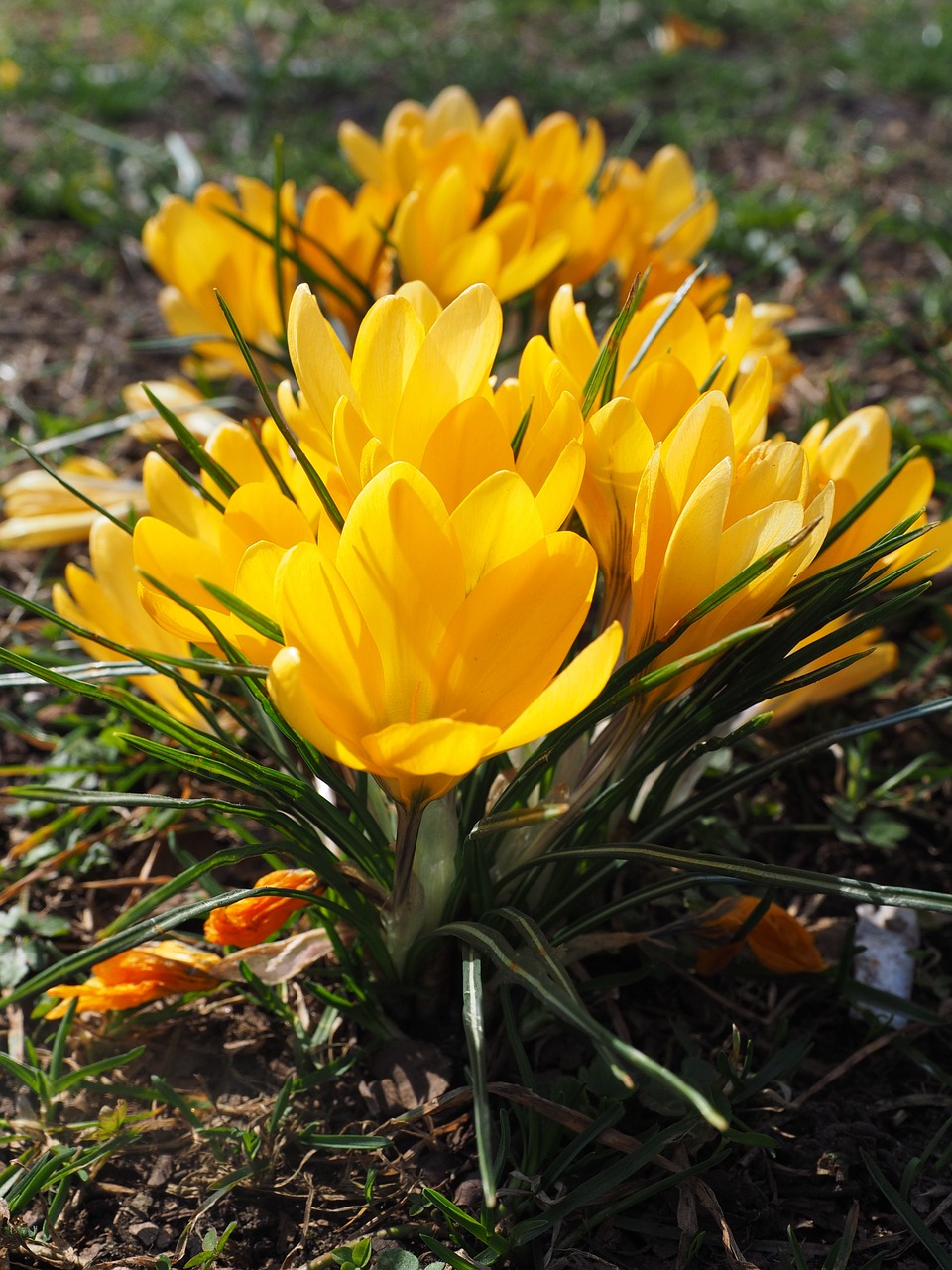 Crocus, Gėlė, Pavasaris, Bühen, Geltona, Mm, Spalvinga, Žiedas, Žydėti, Pavasario Gėlė