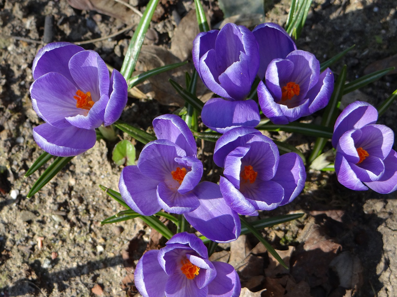 Crocus, Pavasaris, Gamta, Gėlė, Lorana, Lapai, Violetinė, Sodas, Žiedlapis, Violetinė