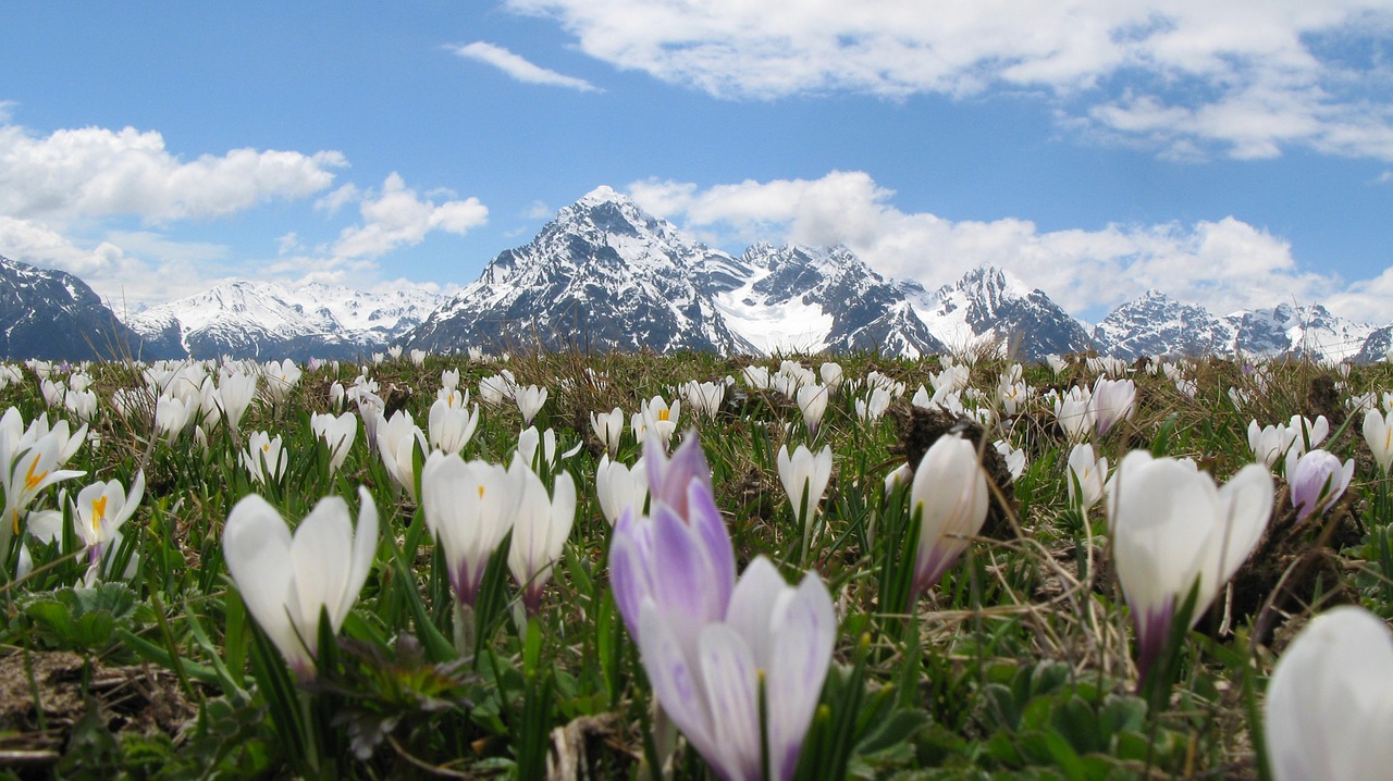 Crocus, Alpių, Sniego Kalnai, Gėlės, Idiliškas, Gėlių Pieva, Laukinės Gėlės, Abėcėlė, Panorama, Apatinis Angadinas