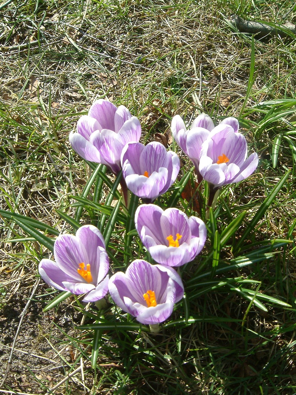 Crocus, Pavasario Gėlės, Violetinė, Gėlių Svogūnėliai, Nemokamos Nuotraukos,  Nemokama Licenzija