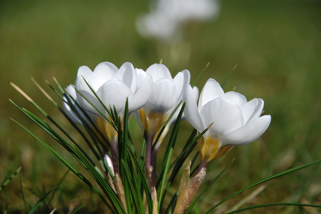 Crocus, Balta, Pavasaris, Gėlė, Nemokamos Nuotraukos,  Nemokama Licenzija