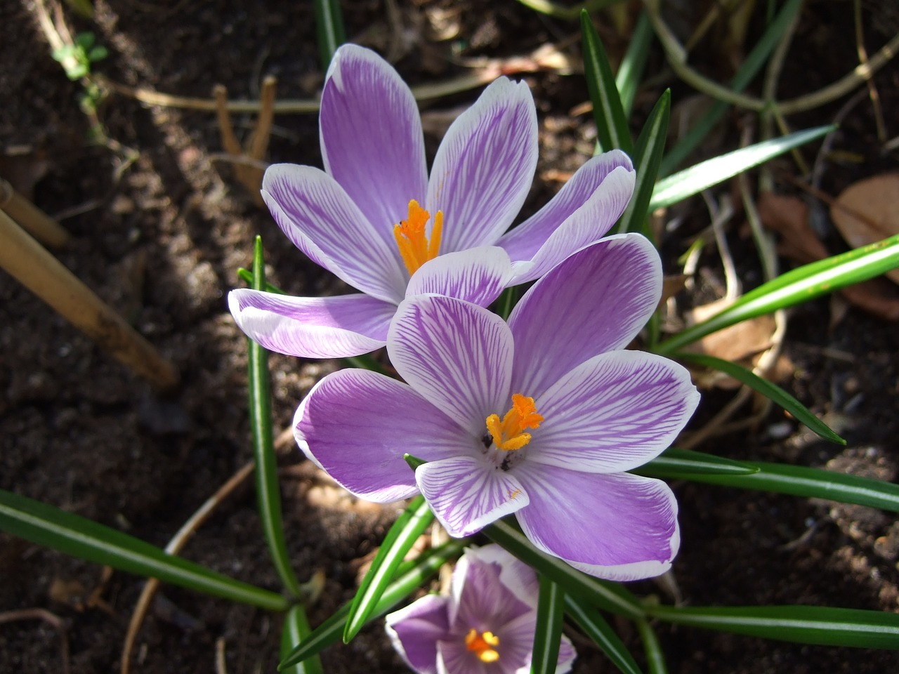 Crocus, Pavasaris, Violetinė, Pavasario Gėlės, Gėlių Svogūnėliai, Nemokamos Nuotraukos,  Nemokama Licenzija