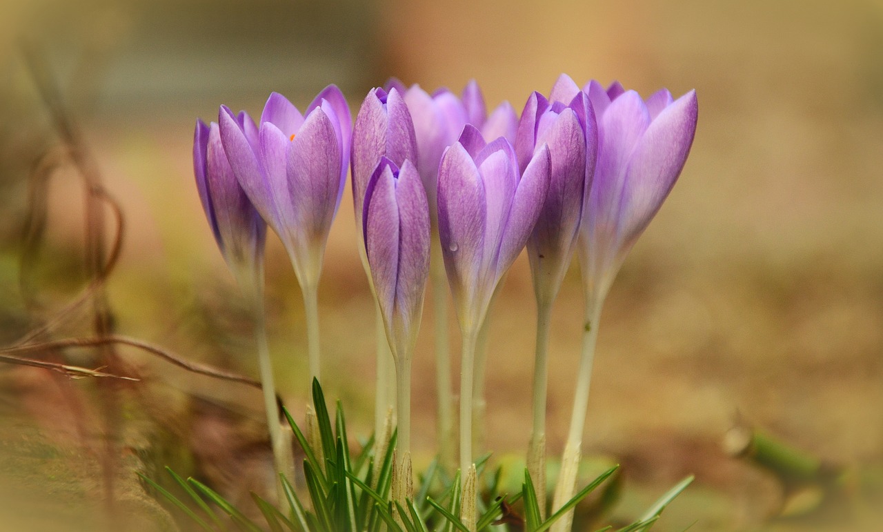 Crocus, Pavasaris, Violetinė, Žydėti, Violetinė, Sodas, Pavasario Gėlė, Pavasario Požymiai, Uždaryti, Gėlė