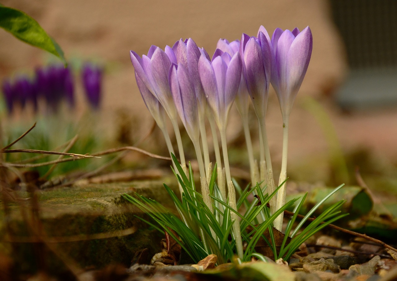 Crocus, Pavasaris, Gėlė, Violetinė, Žydėti, Violetinė, Pavasario Gėlė, Pavasario Požymiai, Augalas, Sodas