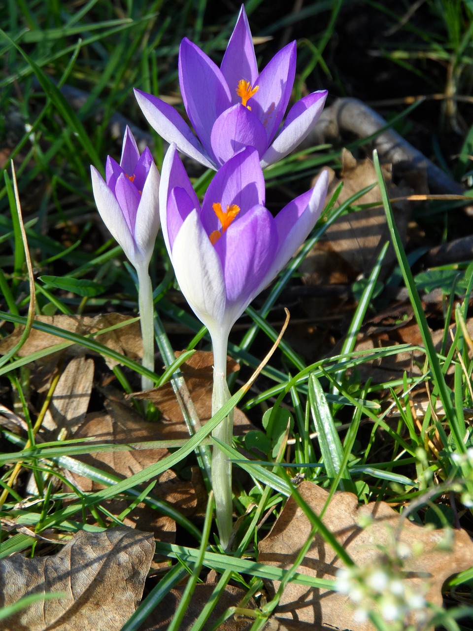 Crocus, Violetinė, Violetinė, Gėlė, Žiedas, Žydėti, Pavasaris, Pavasario Magija, Pavasario Pabudimas, Gamta