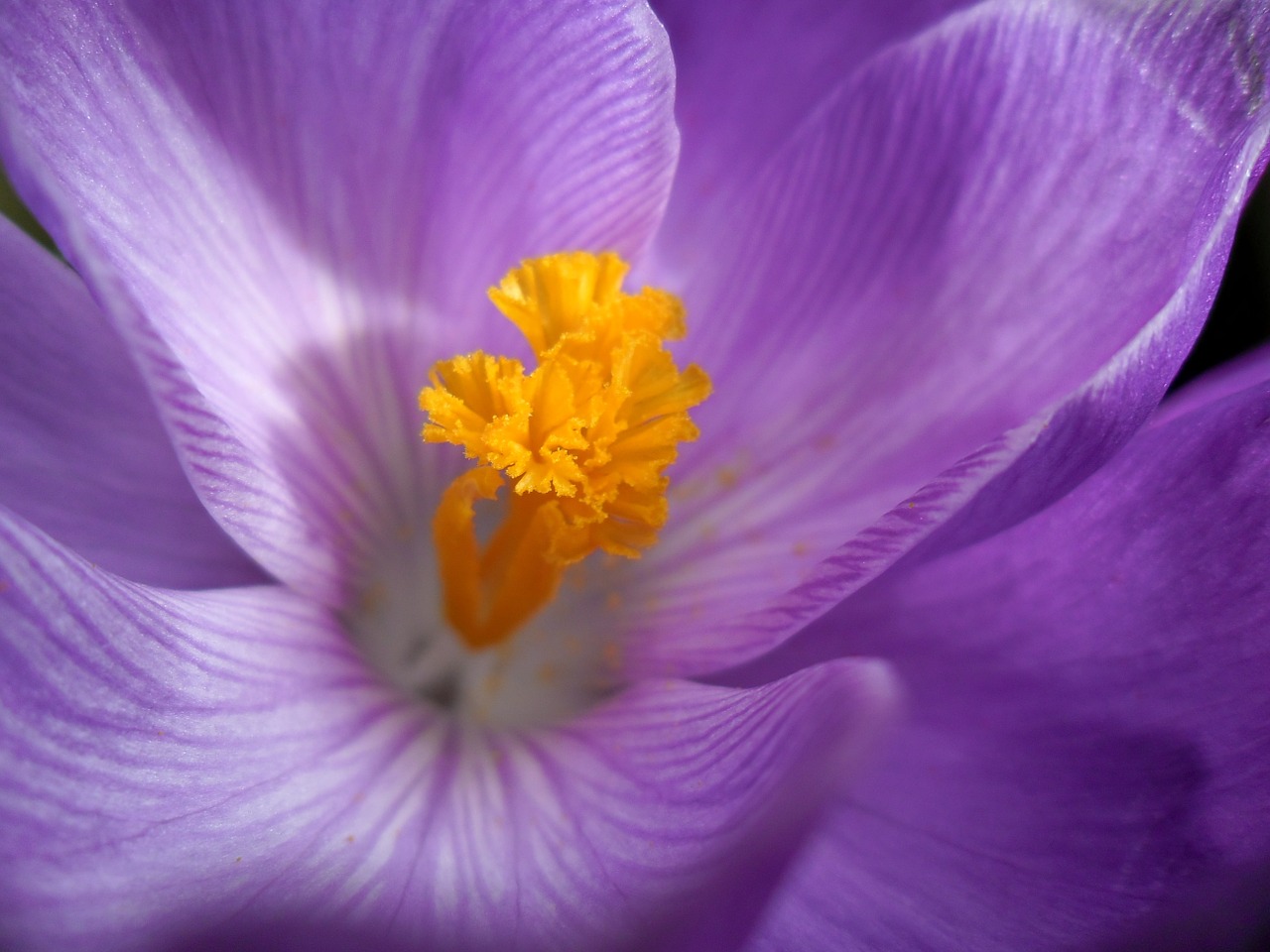 Crocus, Pistil, Gėlė, Gamta, Augalas, Pavasaris, Nemokamos Nuotraukos,  Nemokama Licenzija