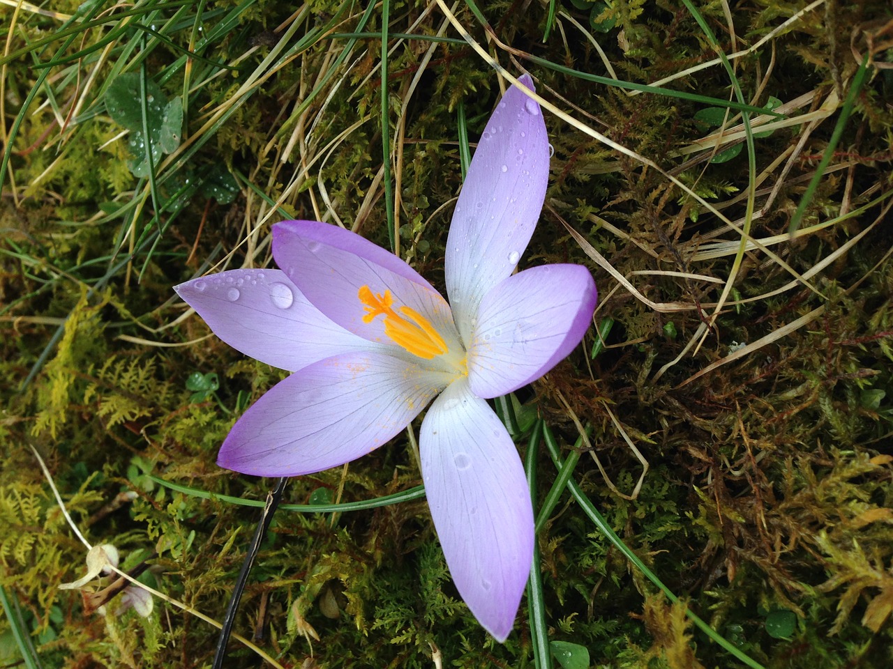 Crocus, Gėlė, Pavasaris, Gamta, Violetinė, Žiedas, Žydėti, Violetinė, Sodas, Žydėti