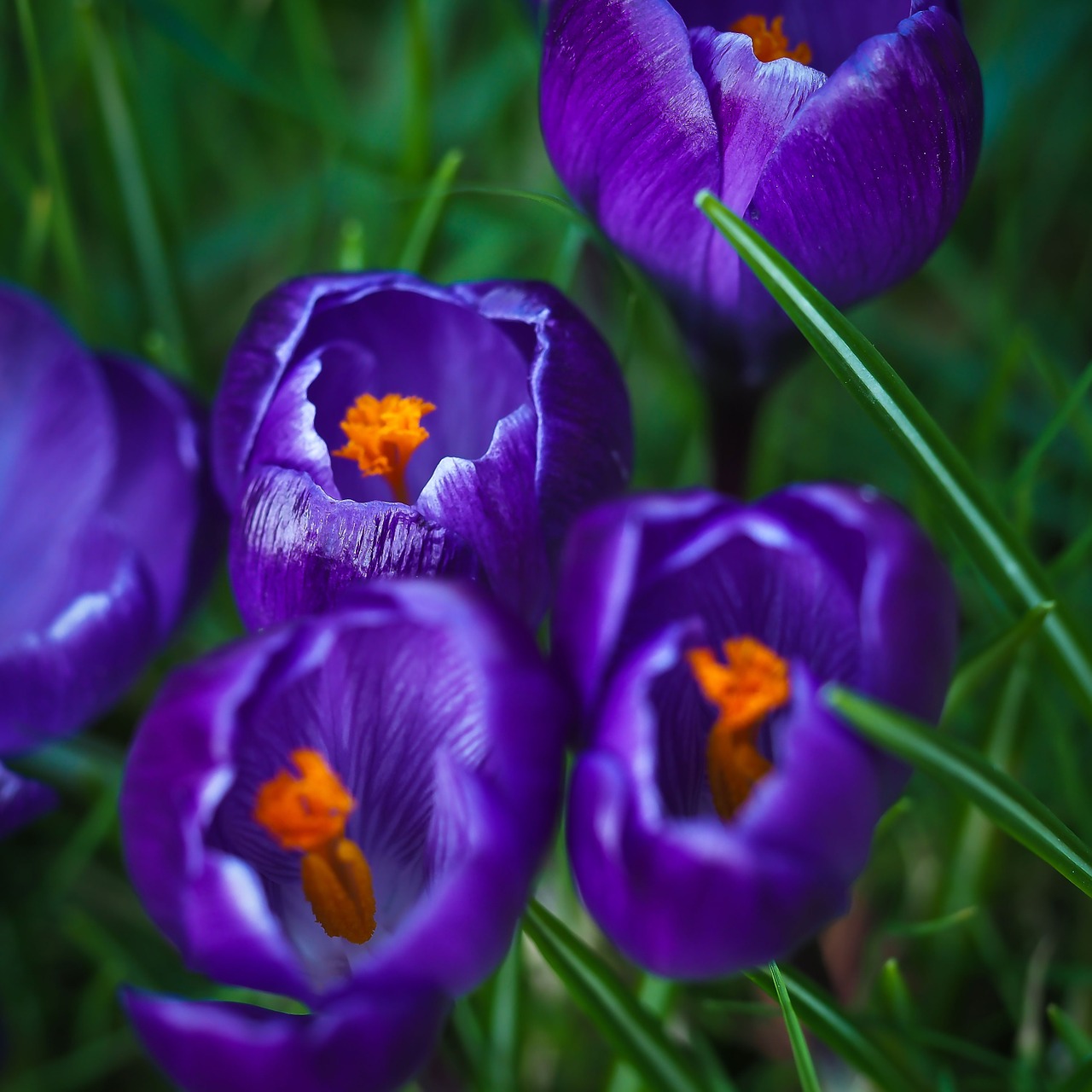 Crocus, Pavasaris, Gėlė, Violetinė, Žiedas, Žydėti, Pavasario Gėlė, Sodas, Pieva, Frühlingsanfang