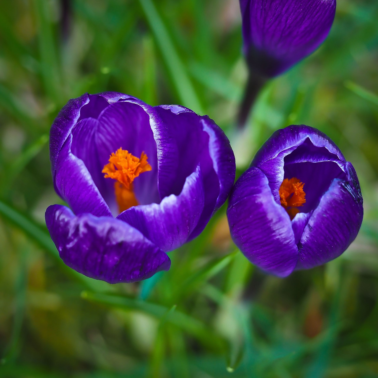 Crocus, Pavasaris, Gėlė, Violetinė, Žiedas, Žydėti, Pavasario Gėlė, Sodas, Pieva, Frühlingsanfang