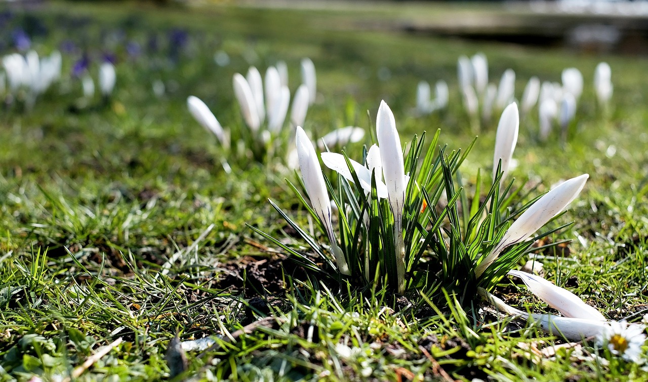 Crocus, Balta, Žydėti, Gėlių Pieva, Pavasario Požymiai, Nemokamos Nuotraukos,  Nemokama Licenzija