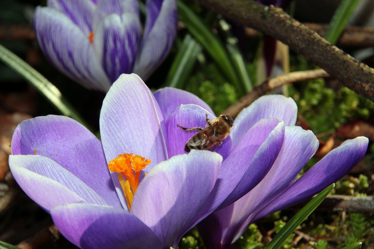 Crocus, Pavasario Pranašys, Violetinė, Ankstyvas Bloomer, Pavasario Gėlė, Augalas, Žydėti, Antspaudas, Gėlės, Bičių